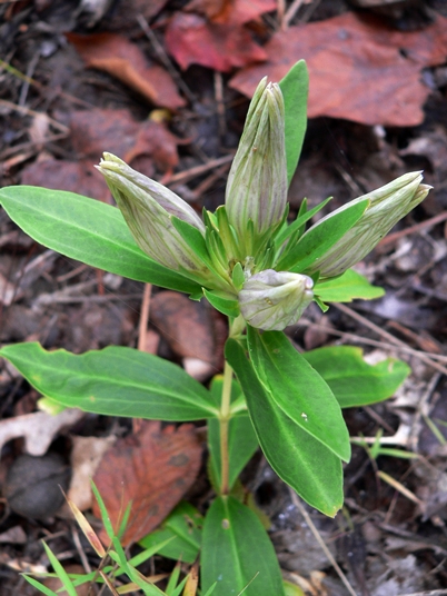 {Gentiana villosa}